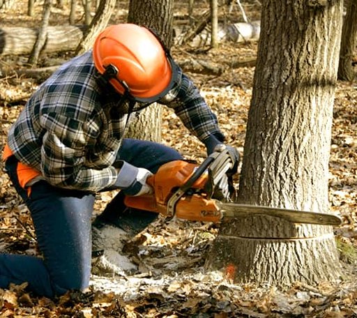 Tree Removal in Pyatt, AR